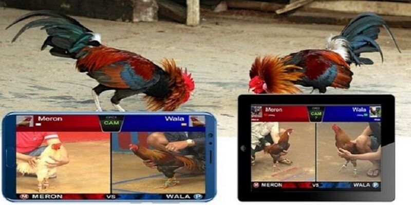 Đá Gà Trực Tiếp tại nhà cái Ga3979