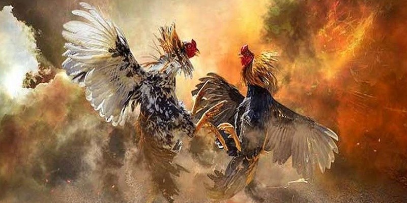 Định nghĩa và Ý nghĩa của Đá Gà Trực Tiếp